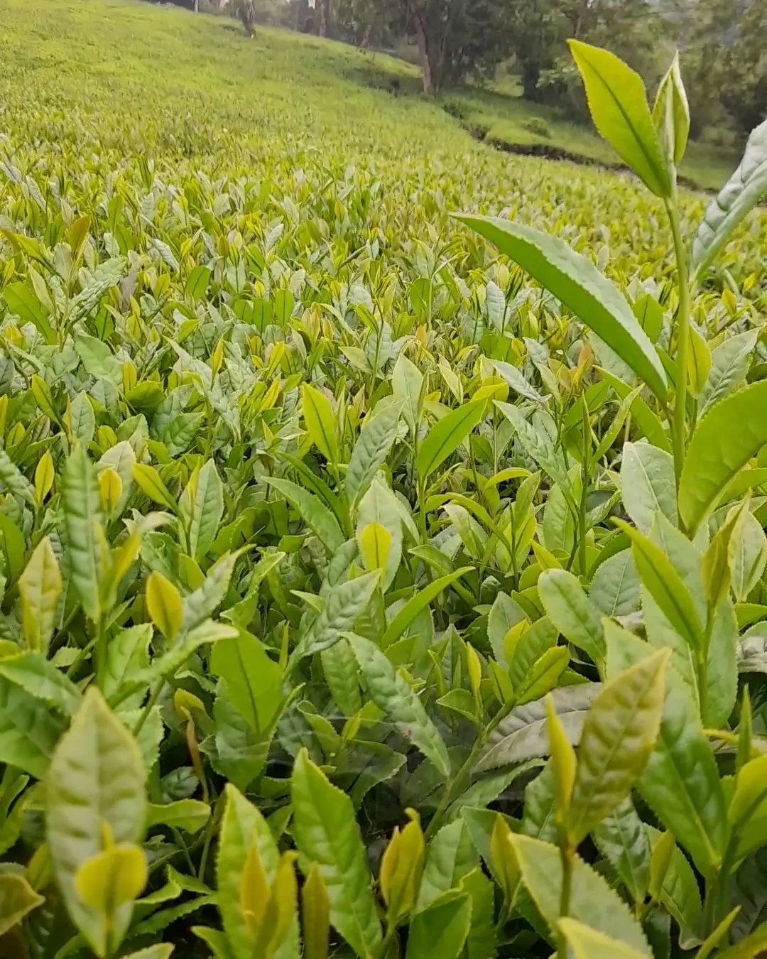 چای خشک کارگاهی سنتی