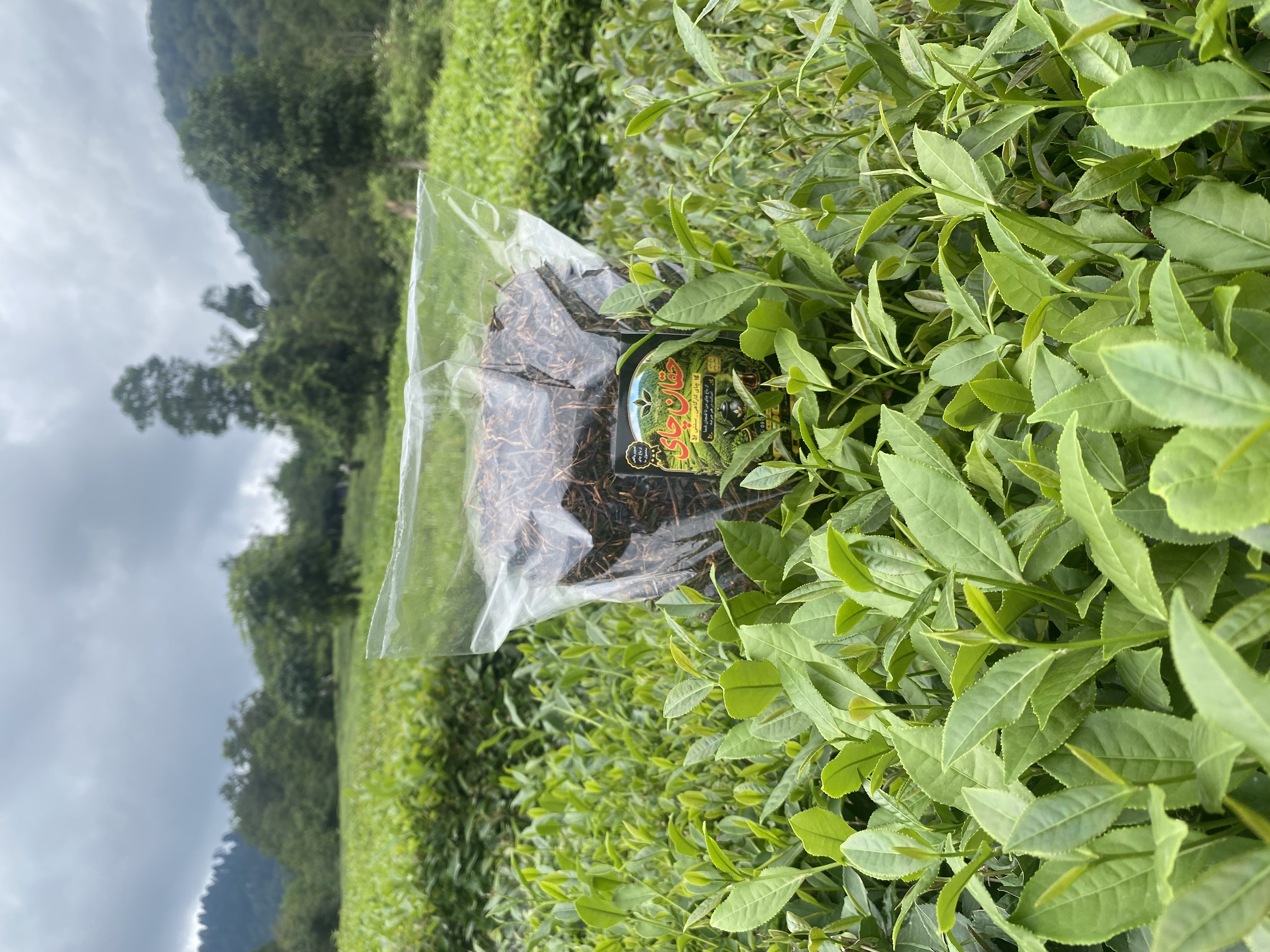 چای خشک (چوب چای) نیم کیلویی حقان چای